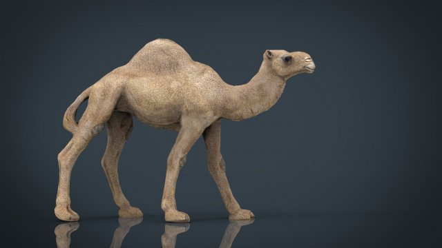 camel Modèle 3D .c4d .max .obj .3ds .fbx .stl .blend 