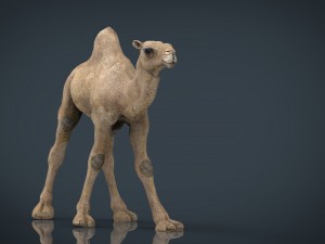 camel Modèle 3D