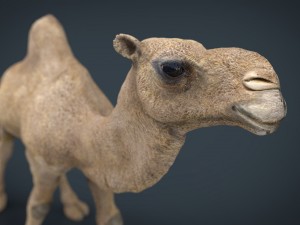 camel Modèle 3D