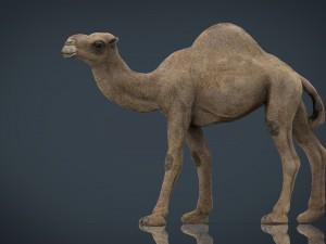camel Modèle 3D