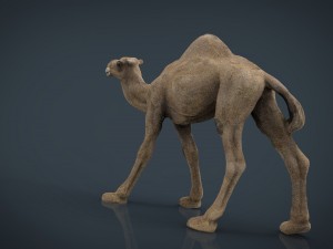 camel Modèle 3D