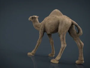 cammello Modello 3D