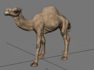 cammello Modello 3D