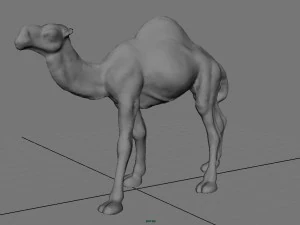 cammello Modello 3D