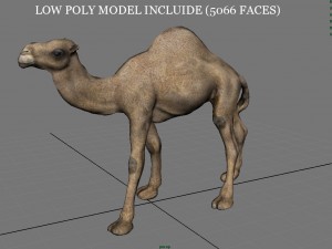 camel Modèle 3D