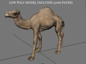 cammello Modello 3D