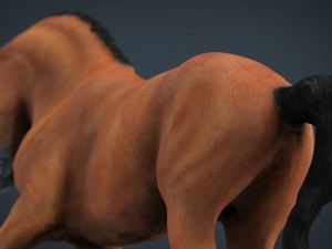 dressage horse 3D Model
