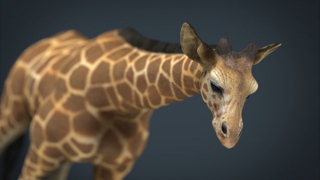 giraffe Modelo 3D .c4d .max .obj .3ds .fbx .stl .blend 