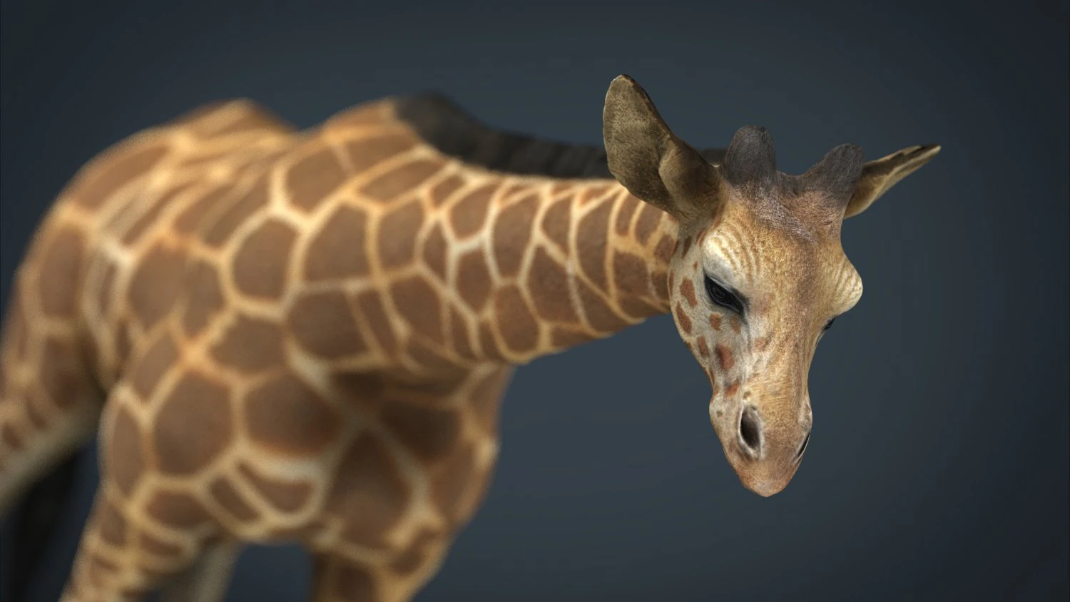 giraffe 3D Model .c4d .max .obj .3ds .fbx .stl .blend 