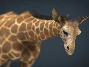 giraffe 3D Model