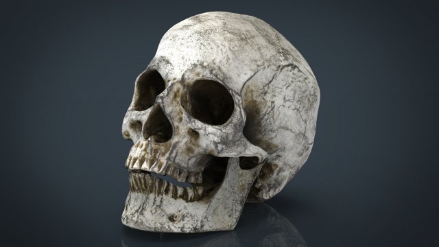 skull and jaw 3D 모델 .c4d .max .obj .3ds .fbx .stl .blend 