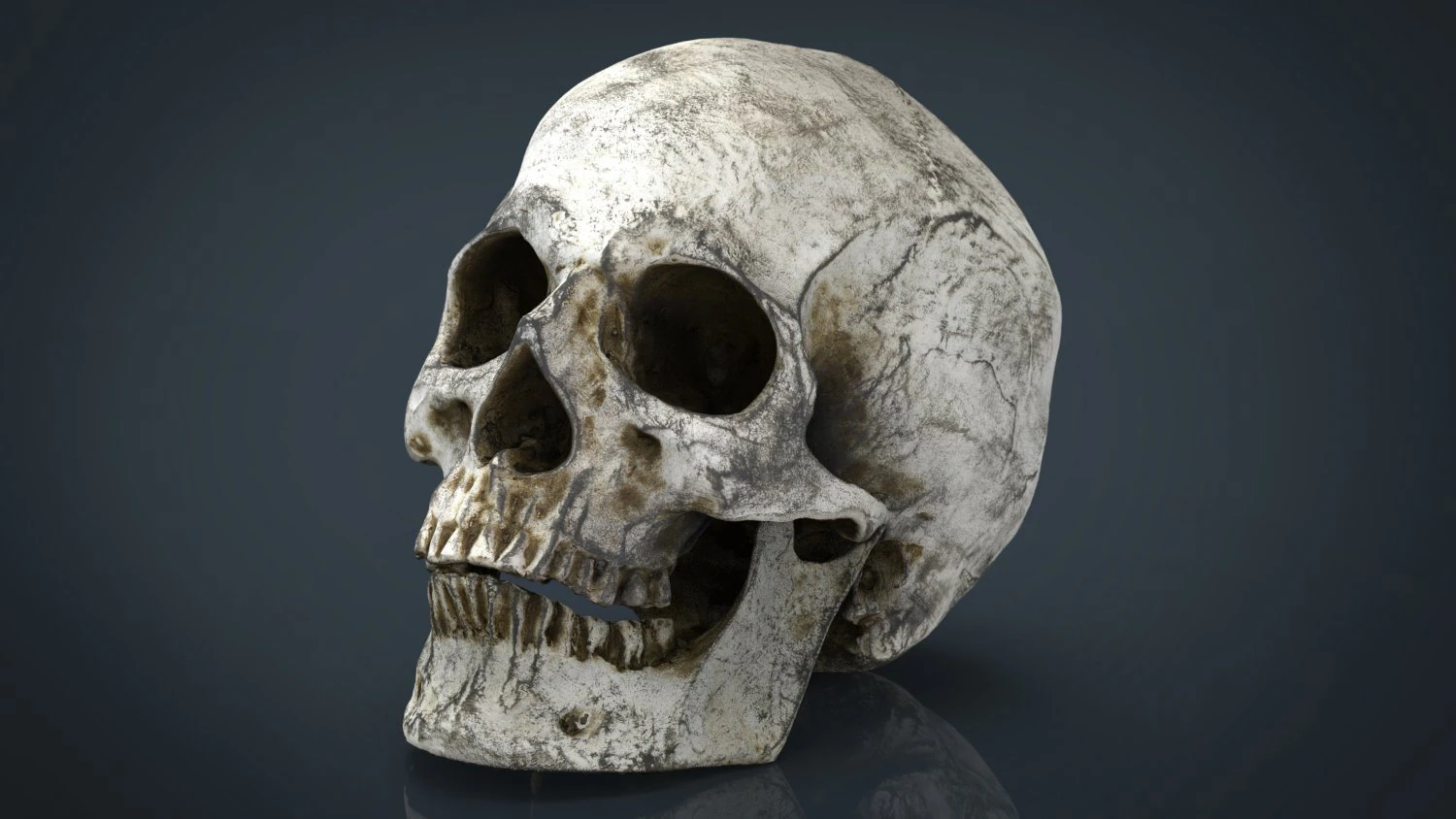 skull and jaw 3D Model .c4d .max .obj .3ds .fbx .stl .blend