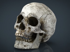 skull and jaw 3D Models
