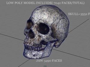 skull and jaw 3D 모델