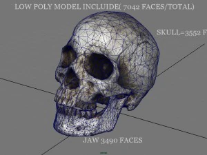 skull and jaw 3D Model