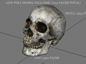 skull and jaw 3D 모델