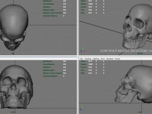 skull and jaw 3D 모델