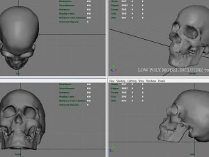 skull and jaw 3D Model