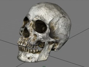 skull and jaw 3D Model