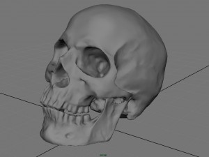 skull and jaw 3D 모델