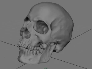 skull and jaw 3D Model