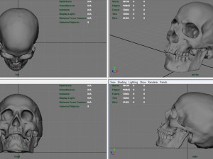 skull and jaw 3D 모델