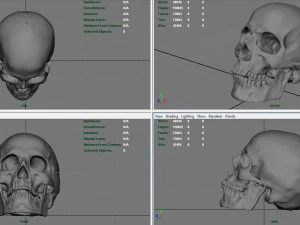 skull and jaw 3D Model