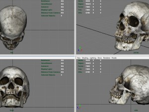 skull and jaw 3D 모델