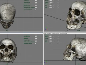 skull and jaw 3D Model