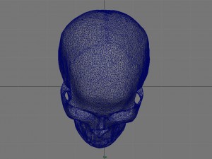 skull and jaw 3D 모델