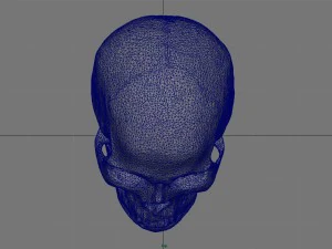 skull and jaw 3D Model