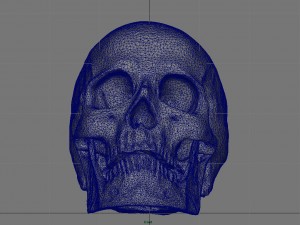 skull and jaw 3D 모델