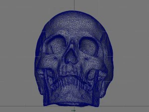 skull and jaw 3D Model