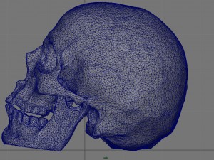 skull and jaw 3D 모델