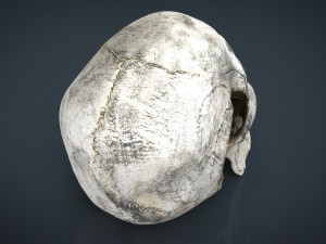 skull and jaw 3D 모델