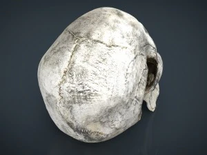 skull and jaw 3D Model