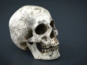 skull and jaw 3D Model