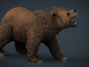 bear Model 3D