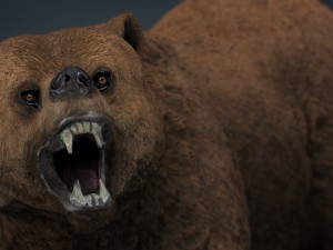 bear 3D Модель