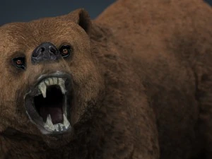 orso Modello 3D