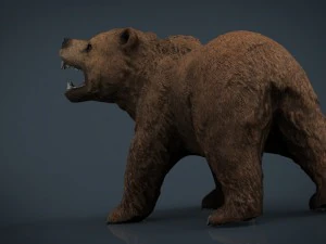 orso Modello 3D