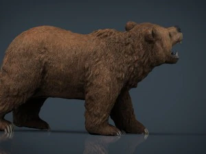 orso Modello 3D