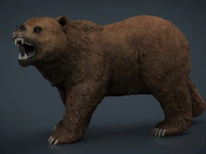 orso Modello 3D