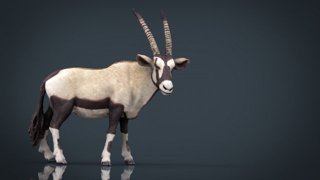 oryx 3D Model .c4d .max .obj .3ds .fbx .stl .blend 