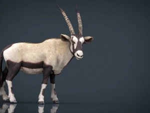 oryx 3D Model