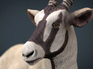 oryx 3D Model
