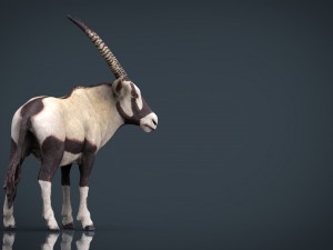 oryx 3D Model