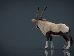 oryx 3D Model