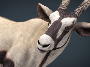 oryx 3D Model