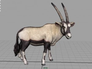 oryx 3D Model